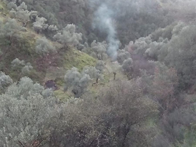 Yenipazar Doğu Mahallesi  Satılık Zeytinlik - Görsel 3