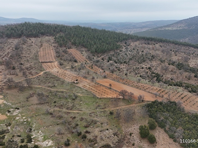 Aydın Karacasu Ören (Yeşilköyde) Satılık 16500 m2 Tarla - Görsel 6