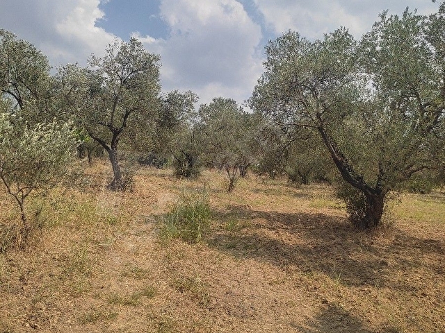 Manisa küçük sümbüller köyü 2797 M² - Görsel 4
