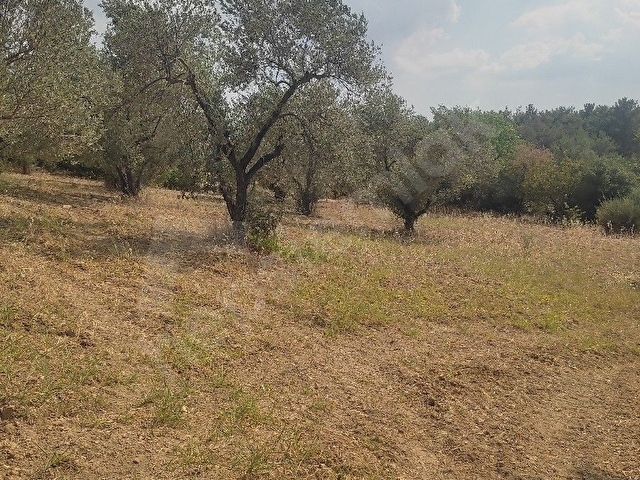 Manisa küçük sümbüller köyü 2797 M² - Görsel 7