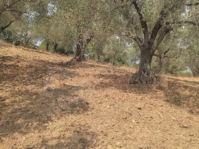 Manisa küçük sümbüller köyü 2797 M² - Görsel 10