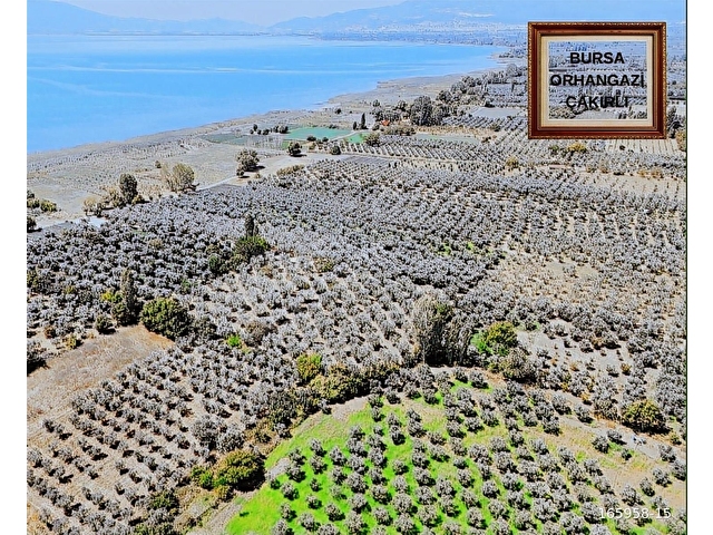 Bursa Orhangazi Çakırlıda 1.683 M2 Acil Satılık Zeytinlik