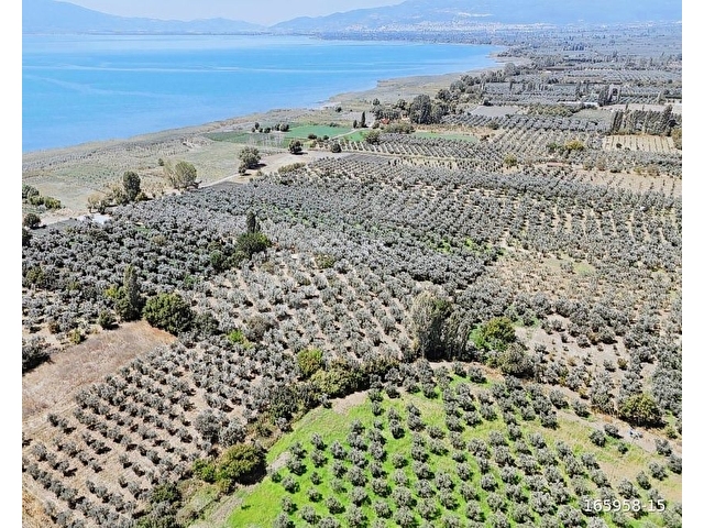 Bursa Orhangazi Çakırlıda 1.683 M2 Acil Satılık Zeytinlik - Görsel 13