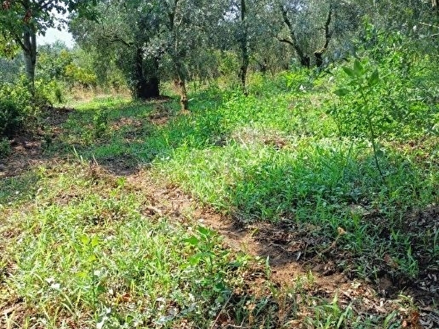 Bursa Orhangazi Çakırlıda 1.683 M2 Acil Satılık Zeytinlik - Görsel 5