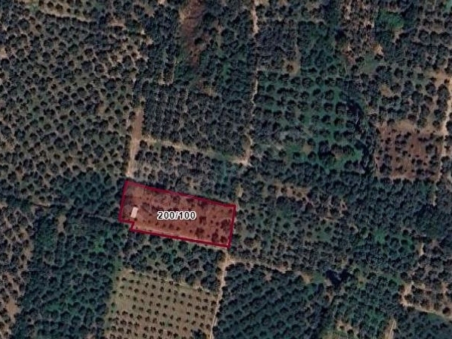 Bursa Orhangazi Çakırlıda 1.683 M2 Acil Satılık Zeytinlik - Görsel 4