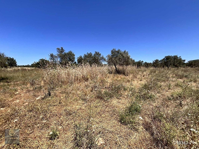 EZİNE PAZARKÖYDE RESMİ YOLA CEPHELİ 6.700m2 DÜM DÜZ TARLA - Görsel 8