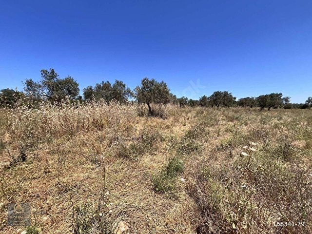 EZİNE PAZARKÖYDE RESMİ YOLA CEPHELİ 6.700m2 DÜM DÜZ TARLA - Görsel 10
