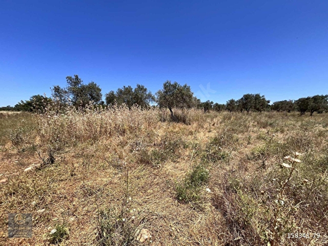 EZİNE PAZARKÖYDE RESMİ YOLA CEPHELİ 6.700m2 DÜM DÜZ TARLA - Görsel 9