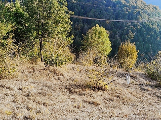 Kozlu Uzun Güney Köyünde Fındık Ve Meyve Bahçesi - Görsel 14