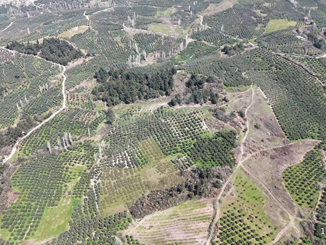 C21 Cius;Katırlıda Satılık 6695 m² Bakımlı Zeytinlik - Yatırım Fırsatı - Görsel 2