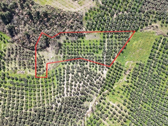 C21 Cius;Katırlıda Satılık 6695 m² Bakımlı Zeytinlik - Yatırım Fırsatı