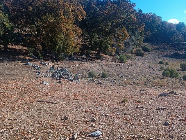 FETHİYE NİF DE SATILIK TARLA 10.500 M2 YOLU SU VAR EV YAPILIR HAYVANCILIK TARIM SERA ICIN UYGUNDUR - Görsel 13