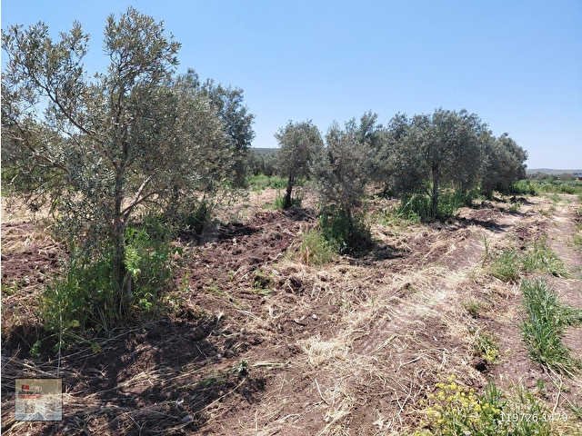 KAYALIOĞLUN DA KÖYE YAKIN SATILIK 780 M2 ZEYTİNLİK BAHÇE 1.500.000 TL - Görsel 5