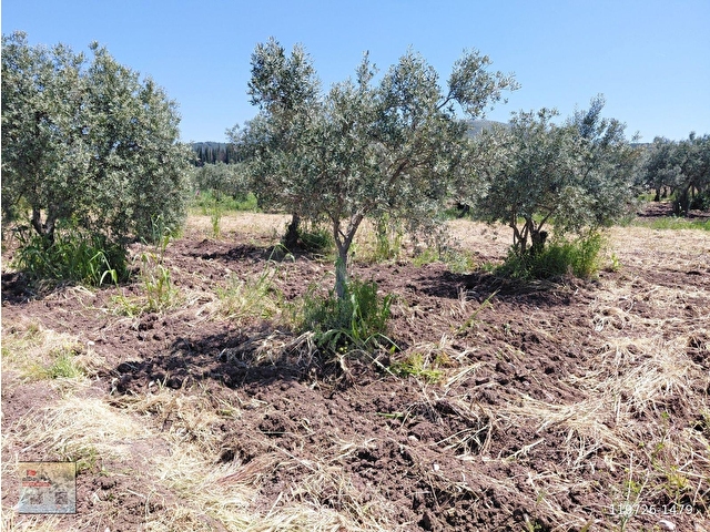 KAYALIOĞLUN DA KÖYE YAKIN SATILIK 780 M2 ZEYTİNLİK BAHÇE 1.500.000 TL - Görsel 3