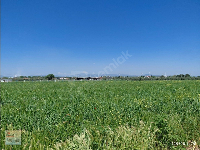 KAYALIOĞLUN DA KÖYE YAKIN SATILIK 780 M2 ZEYTİNLİK BAHÇE 1.500.000 TL