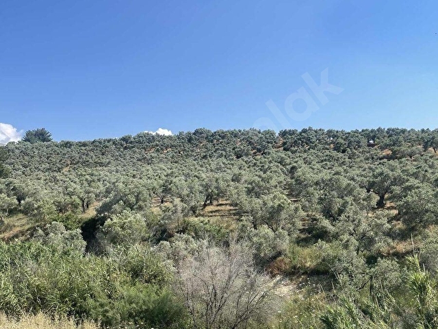 Kuşadası Soğucakta Köşe Konumlu Deniz Manzaralı Havuzlu Villa - Görsel 11