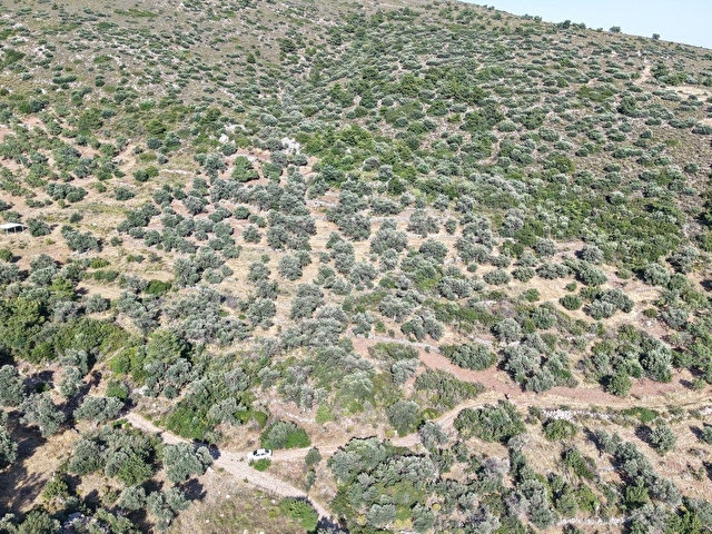 Datça Yaka Mah. Zeytinlik Satılık 5.089 m² - Görsel 22