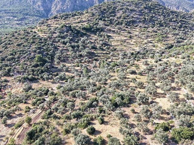 Datça Yaka Mah. Zeytinlik Satılık 5.089 m² - Görsel 30