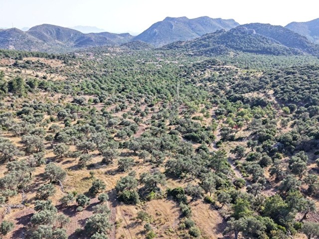 Datça Yaka Mah. Zeytinlik Satılık 5.089 m² - Görsel 18