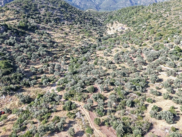 Datça Yaka Mah. Zeytinlik Satılık 5.089 m² - Görsel 27