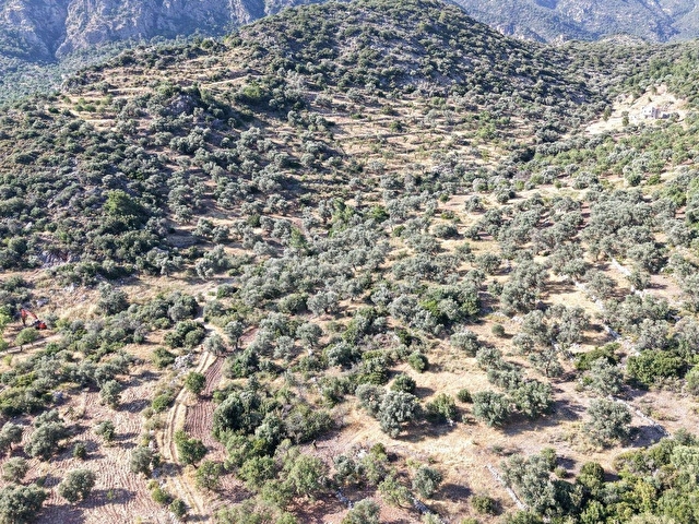 Datça Yaka Mah. Zeytinlik Satılık 5.089 m² - Görsel 29