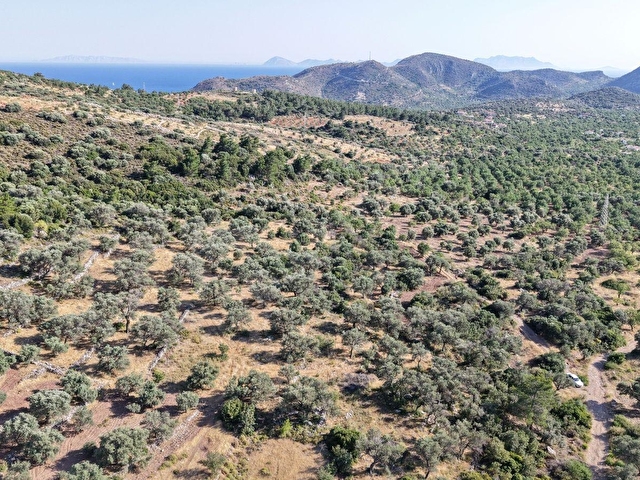 Datça Yaka Mah. Zeytinlik Satılık 5.089 m² - Görsel 16