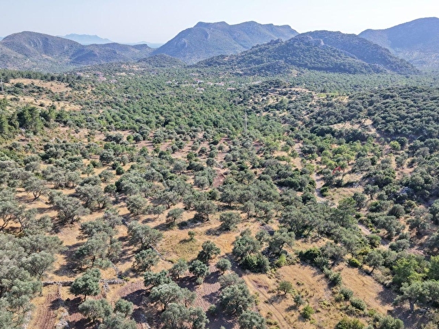 Datça Yaka Mah. Zeytinlik Satılık 5.089 m² - Görsel 19