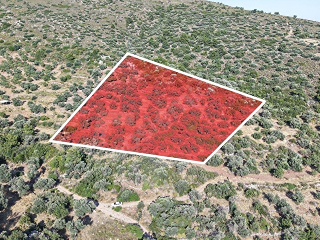 Datça Yaka Mah. Zeytinlik Satılık 5.089 m² - Görsel 7