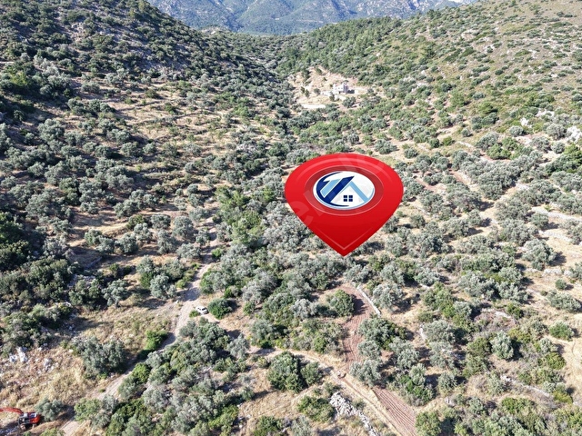 Datça Yaka Mah. Zeytinlik Satılık 5.089 m² - Görsel 8