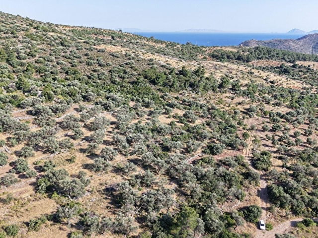 Datça Yaka Mah. Zeytinlik Satılık 5.089 m² - Görsel 14