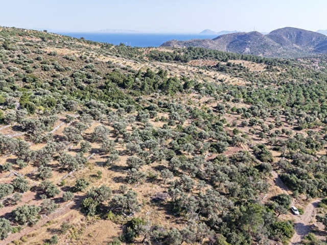 Datça Yaka Mah. Zeytinlik Satılık 5.089 m² - Görsel 15