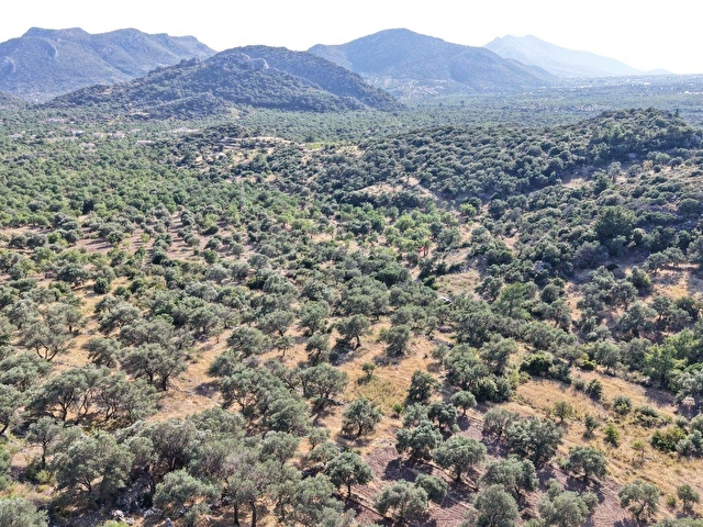 Datça Yaka Mah. Zeytinlik Satılık 5.089 m² - Görsel 21