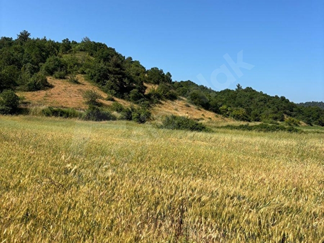 BALCİTY-Bursa Mustafakemalpaşa Hacıali mahallesi 17 Dönüm Arazi