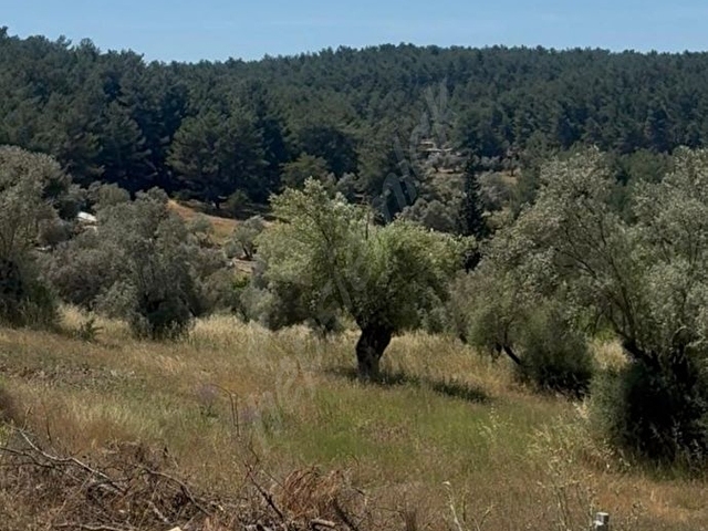 Buca Yıldız Mahllesinde  2.500 m2 Satılık Zeytinlik. - Görsel 8