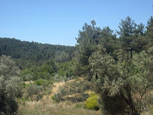 Buca Yıldız Mahllesinde  2.500 m2 Satılık Zeytinlik. - Görsel 7
