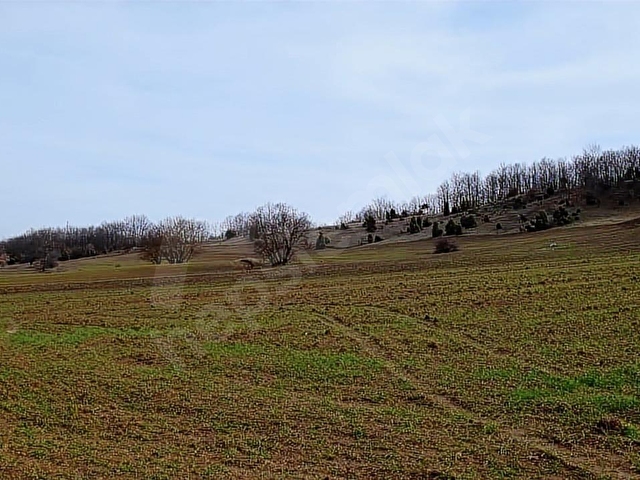 ELEKTRİĞİ VE YOLU ÖNÜNDE,ARKASI ORMAN,16 DÖNÜM %5 İMARLI ARAZİ - Görsel 10