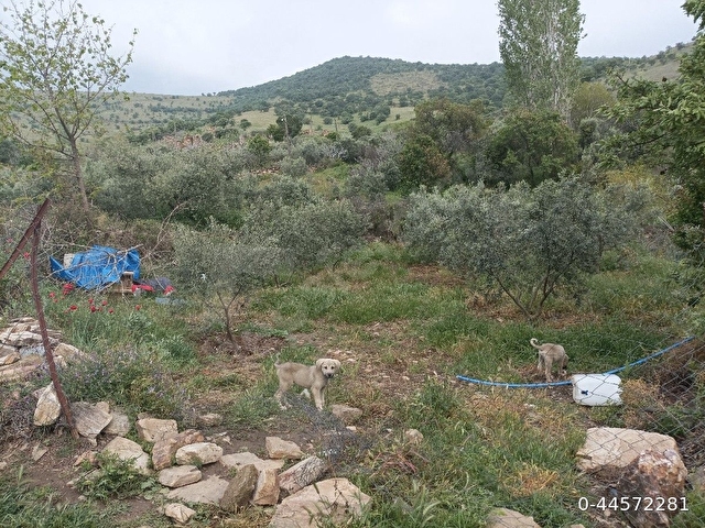 sahibinden zeytin bahçesi