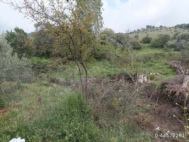 sahibinden zeytin bahçesi - Görsel 2