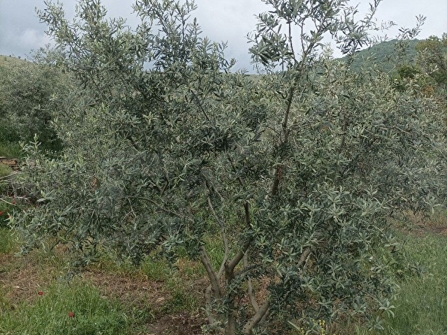 sahibinden zeytin bahçesi - Görsel 5