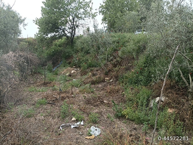 sahibinden zeytin bahçesi - Görsel 19