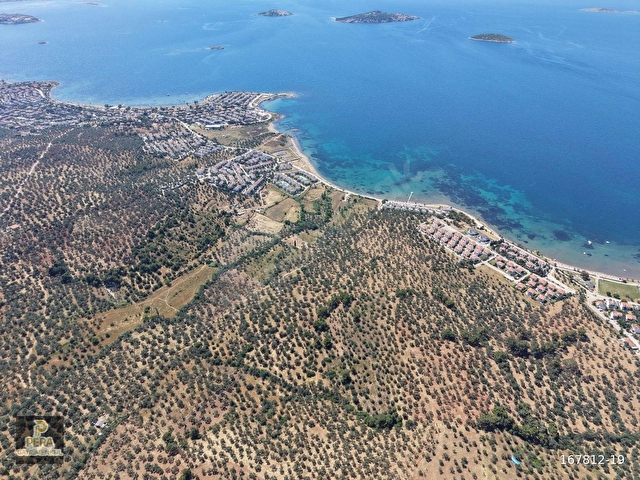 AYVALIK SAKARYA DENİZE 450 M. MESAFEDE SATILIK 3148 M2 ZEYTİNLİK
