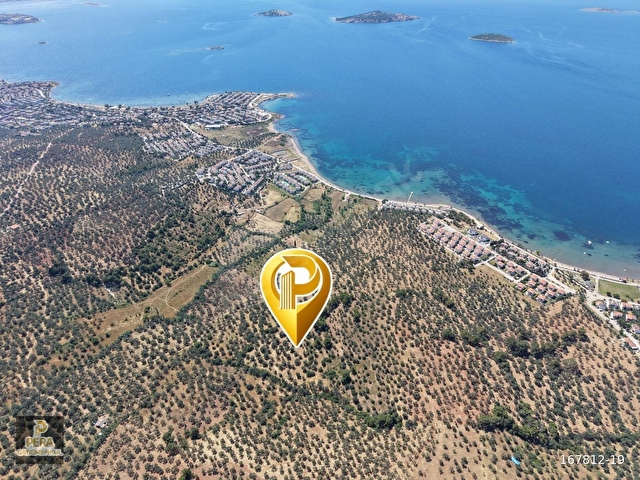 AYVALIK SAKARYA DENİZE 450 M. MESAFEDE SATILIK 3148 M2 ZEYTİNLİK - Görsel 7