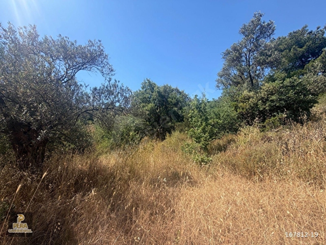 AYVALIK SAKARYA DENİZE 450 M. MESAFEDE SATILIK 3148 M2 ZEYTİNLİK - Görsel 11