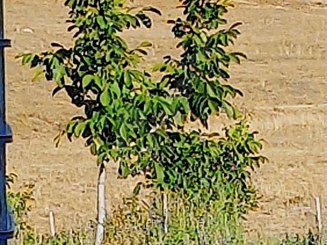 NOKTA EMLAKTA UYGUN FİYATA ASVALTA SINIR CEVİZ BAHÇESİ - Görsel 5