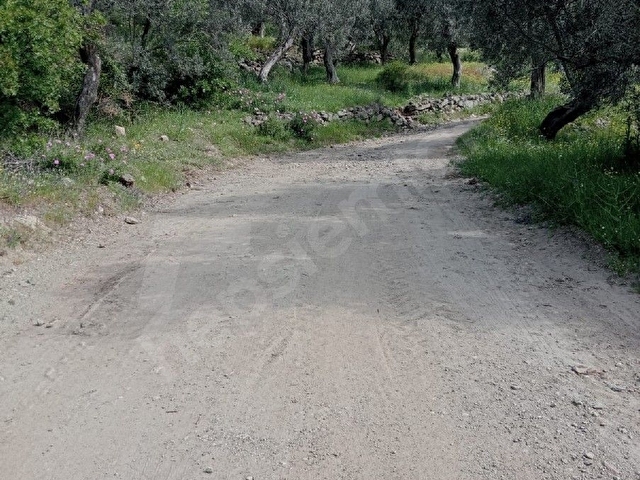 BALIKESİR BURHANİYE  KUYUCAKDA 741 M2 15 AĞACLIK ZEYTİNLİK SATILIKDIR - Görsel 3