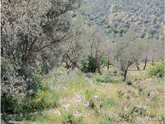 BALIKESİR BURHANİYE  KUYUCAKDA 741 M2 15 AĞACLIK ZEYTİNLİK SATILIKDIR - Görsel 5