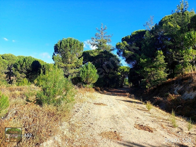 BERGAMA KOZAK YAYLASI YUKARIBEY MAH DE 5625 m2 FISTIKLIK - Görsel 3
