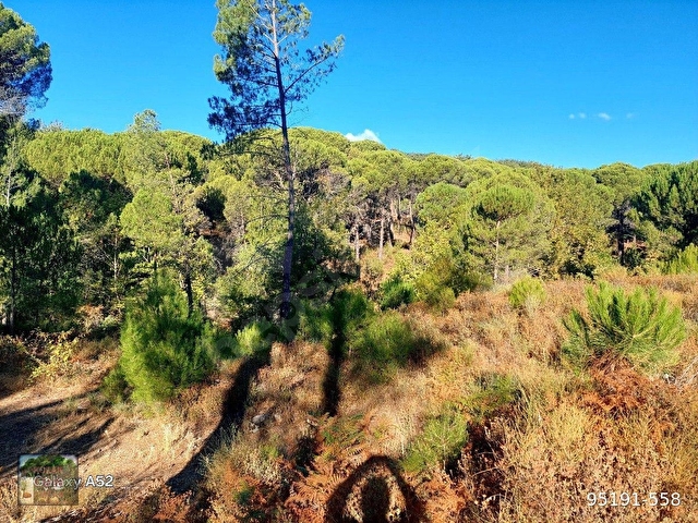 BERGAMA KOZAK YAYLASI YUKARIBEY MAH DE 5625 m2 FISTIKLIK - Görsel 6