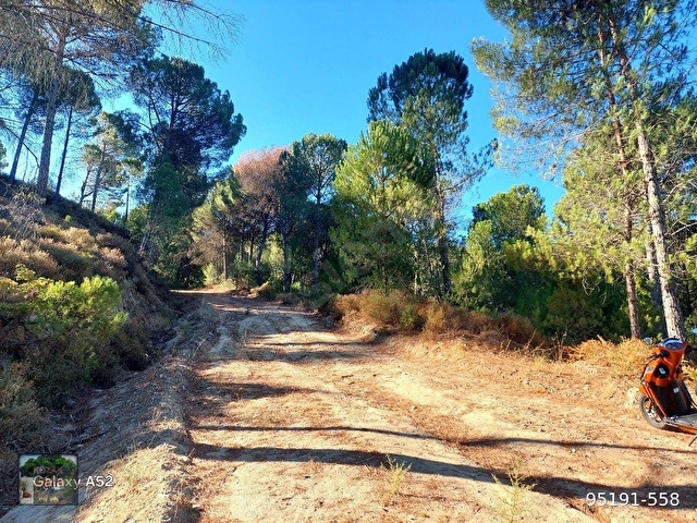 BERGAMA KOZAK YAYLASI YUKARIBEY MAH DE 5625 m2 FISTIKLIK - Görsel 8