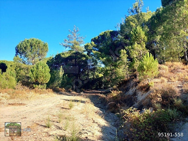 BERGAMA KOZAK YAYLASI YUKARIBEY MAH DE 5625 m2 FISTIKLIK - Görsel 9